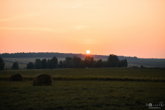DSC_0697